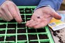 Sowing wildflower seed