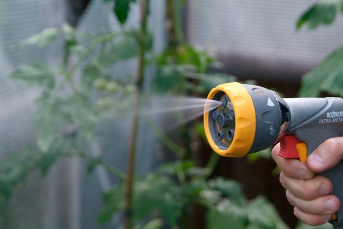 Misting plants in a greenhouse to increase humidity