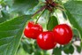 Morello cherries fruits on branch with leaves.