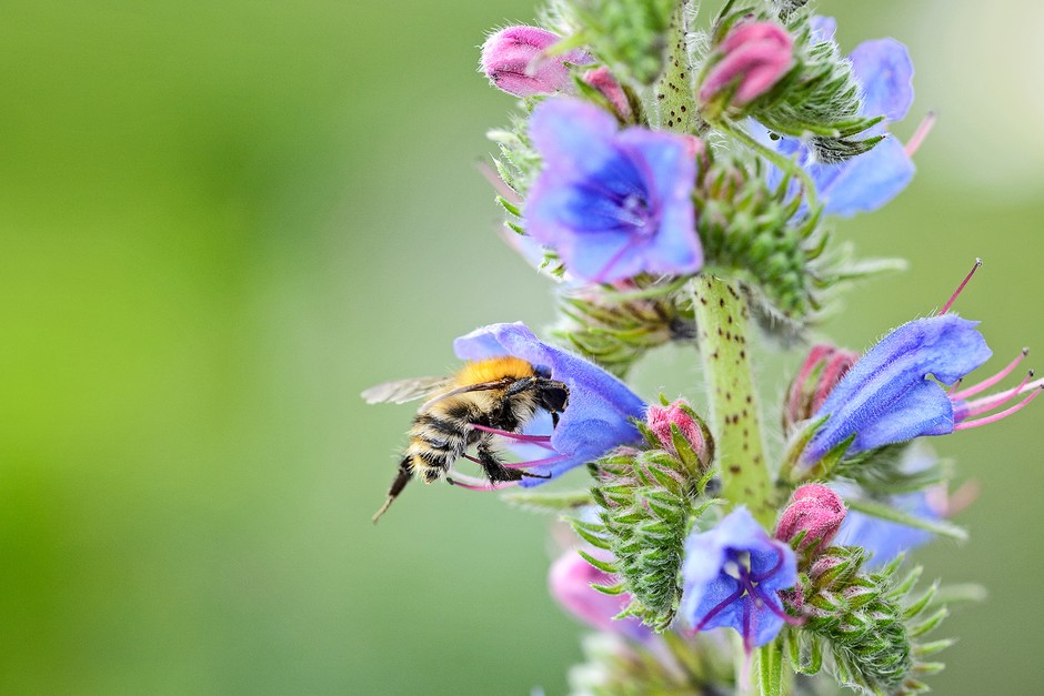 Viper's bugloss flower with common carder bumblebee