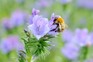 Common carder bumblebee feeding on a phacelia flower