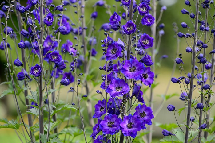 Delphinium 'Amadeus'