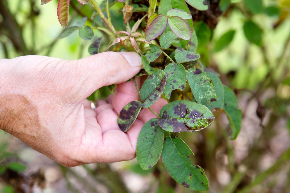 Garden problems solved - blackspot on roses