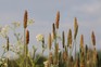 Timothy grass. Getty Images