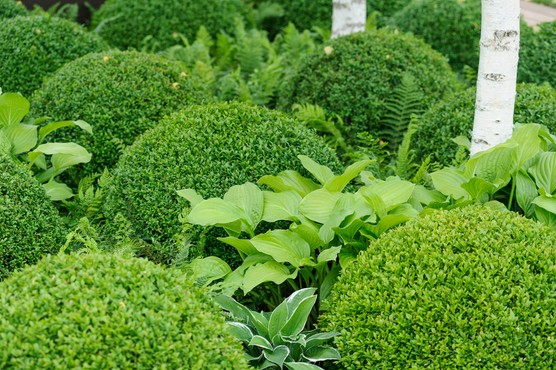 Topiary box balls. Jason Ingram