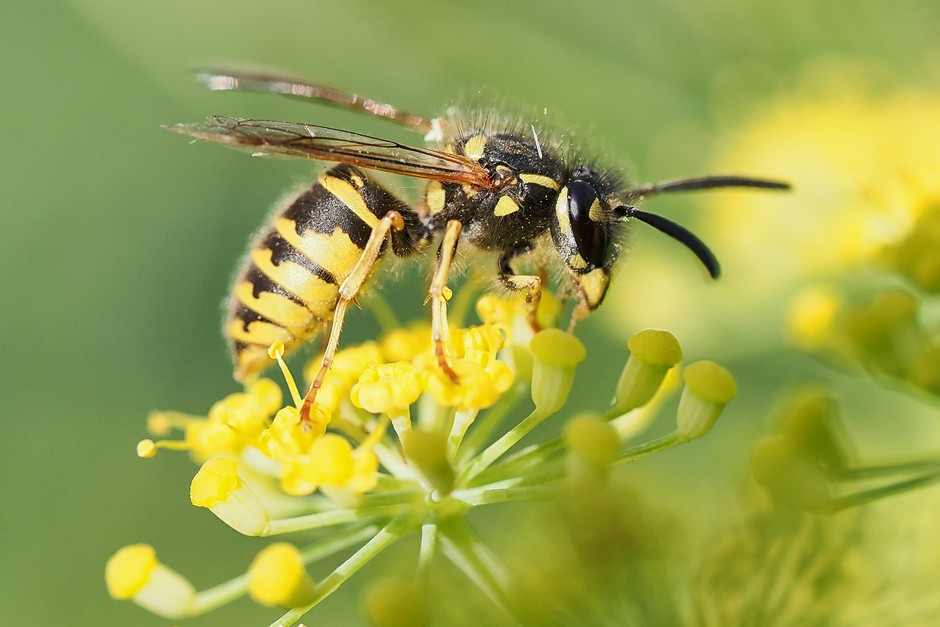 Social wasp (Vespula spp) on fennel flower