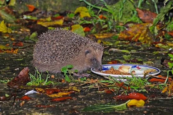 Hedgehog eating kitten kibble. Getty Images