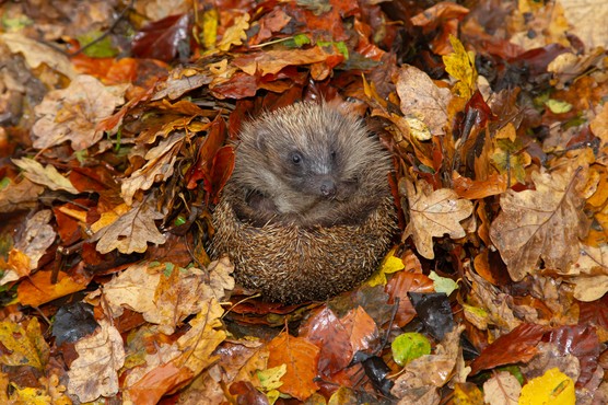 A hedgehog curled up in autumn leaves. Getty Images