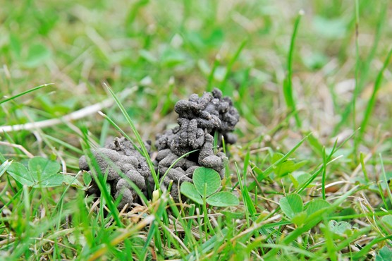 Worm cast on garden lawn. Tim Sandall