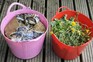 Buckets of garden waste