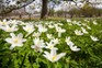 Anemone nemorosa. Getty Images