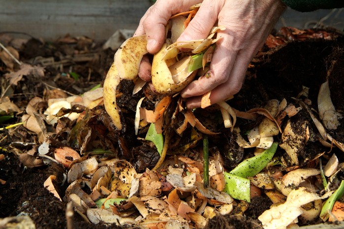 Adding kitchen scraps to a compost heap. Tim Sandall