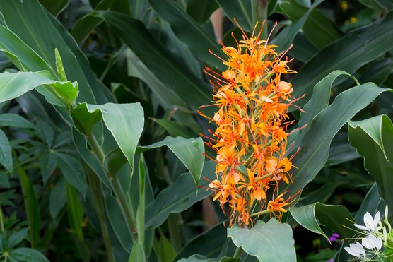 Hedychium 'Tara'. Getty Images