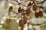 Kiwis hanging from the vine. Getty Images