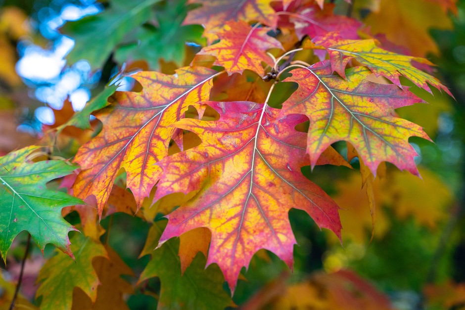 Red oak leaves in autumn. Getty Images