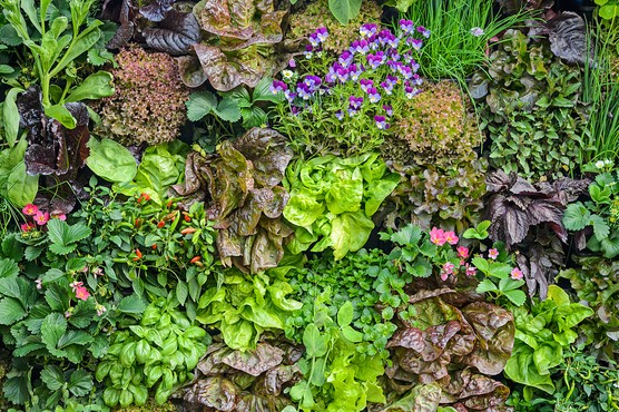 Green wall planted with herbs and violas. Jason Ingram