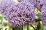 Best alliums to grow - Allium 'Globemaster'