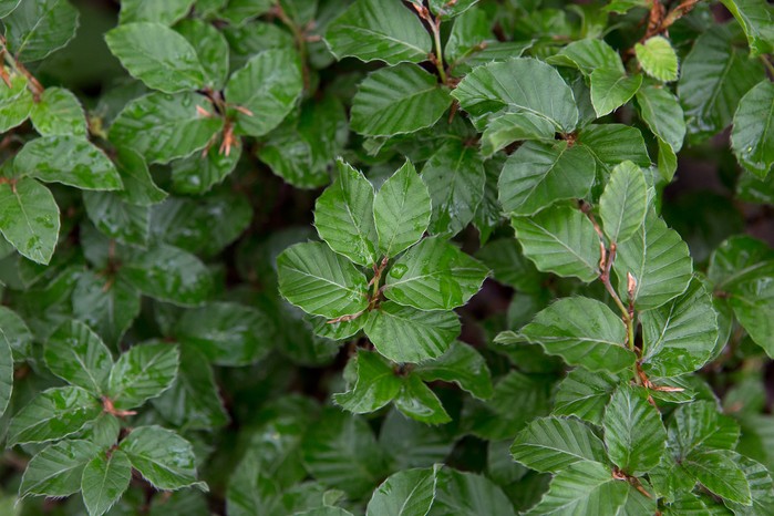 Fagus sylvatica