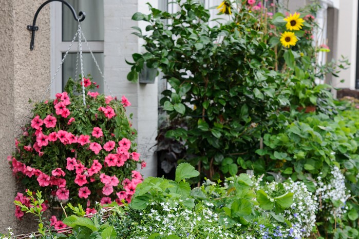 Front garden full of container grown bedding plants