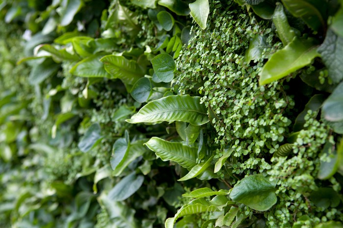 Ferns and mind-your-own-business on wall