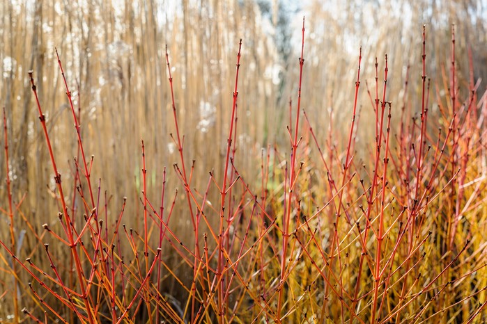 Dogwood Cornus sanguinea