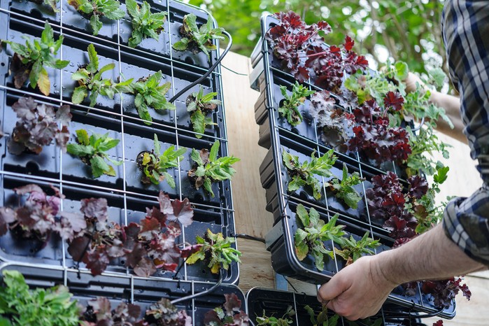 Salad leaves growing in guttering