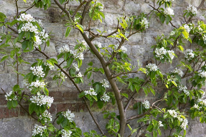 Fan trained apple tree