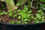 Chickweed seedlings in a pot