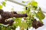 How to grow grapes