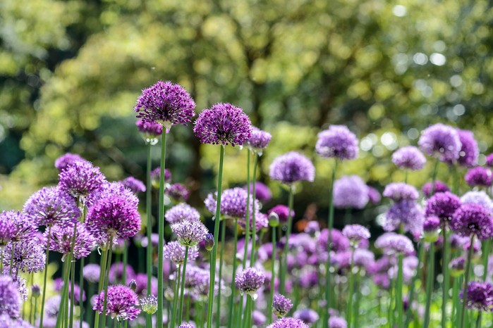 Allium 'Purple Sensation'