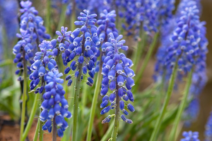 Grape hyacinth (muscari)