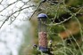 Types of bird food