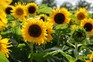 Sunflowers in sunshine