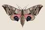 Eyed hawkmoth illustration