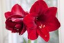 How to grow amaryllis