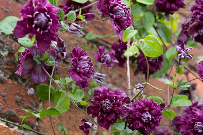 Clematis viticella 'Purpurea Plena Elegans'