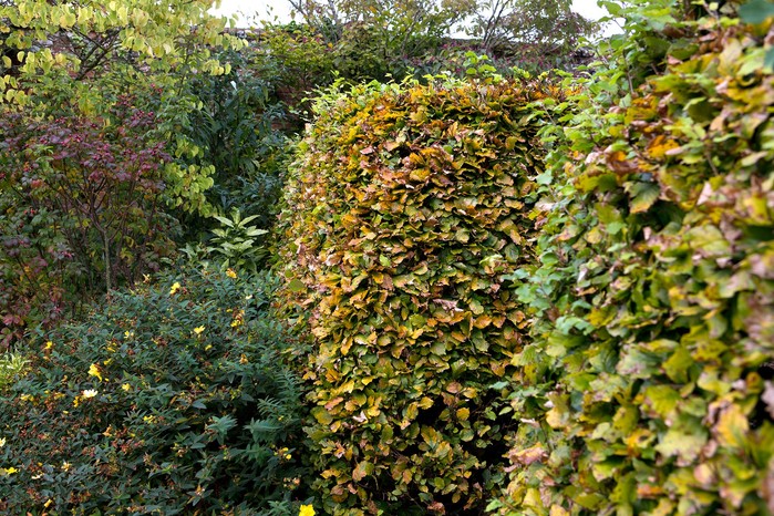 Beech hedge Fagus sylvatica