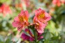 How to grow alstroemerias