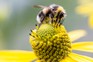 White-tailed bumblebee, Bombus lucorum