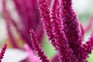 Love lies bleeding flower