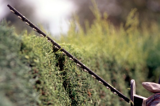 How to trim a conifer hedge