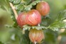 Rosy gooseberries ripening on the bush