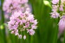 Best alliums to grow - Allium ‘Millennium’