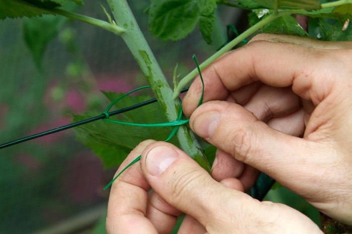 tying-in-blackberry-stems-to-a-wire-3