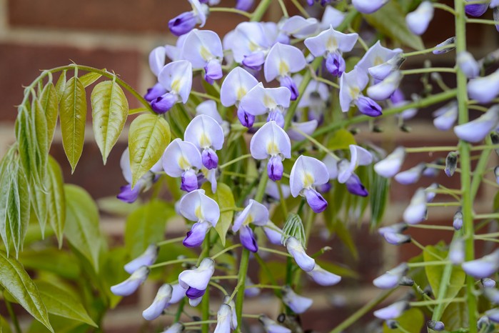 Wisteria floribunda 'Multijuga'