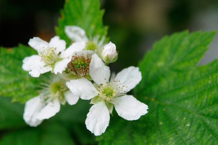 blackberry-flowers-3