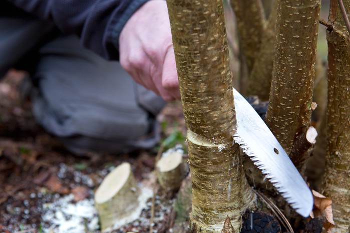 How to prune your plants - rejuvenating old shrubs