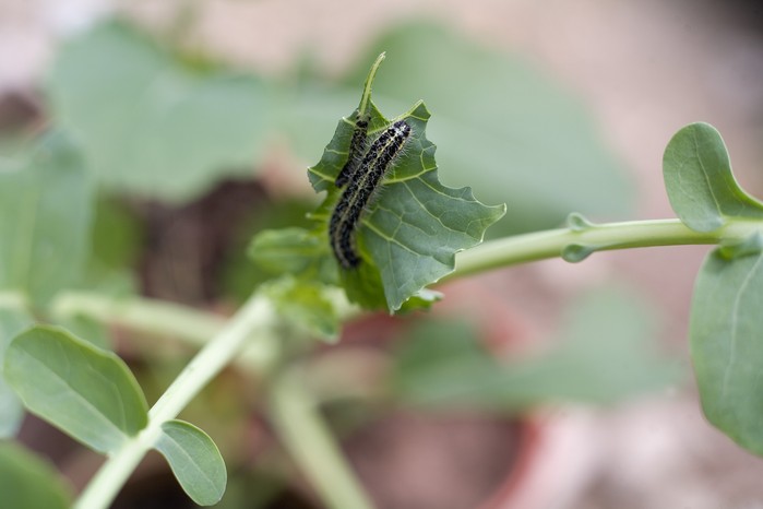 Large white caterpillar on brassica leaf