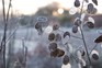 Honesty seedheads in winter