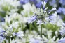 Blue-tinged white agapanthus blooms